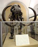 mammoths