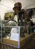 mammoths