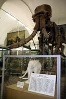 mammoths