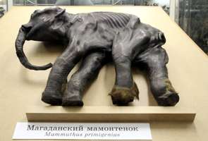 mammoths