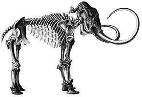 mammoths