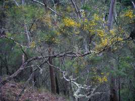 Chandler Gorge