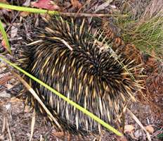 Echidna