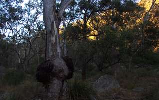 Mihi Gorge