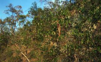 Mihi Gorge