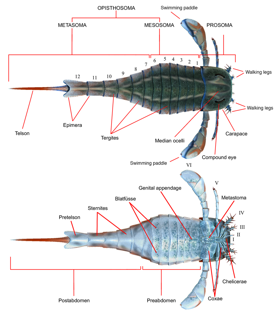 Eurypterus_anatomy2sm