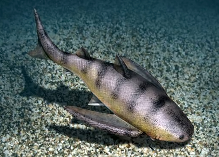 Gyracanthus_formosussm