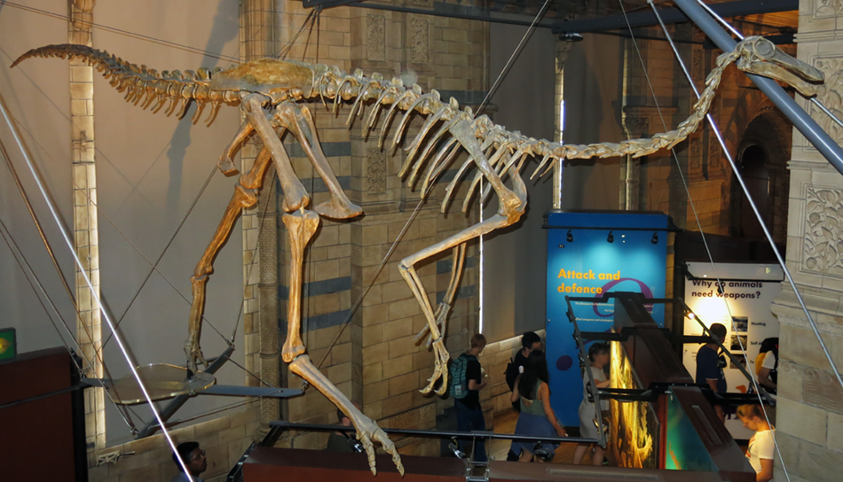 IMG_3857_Gallimimussm