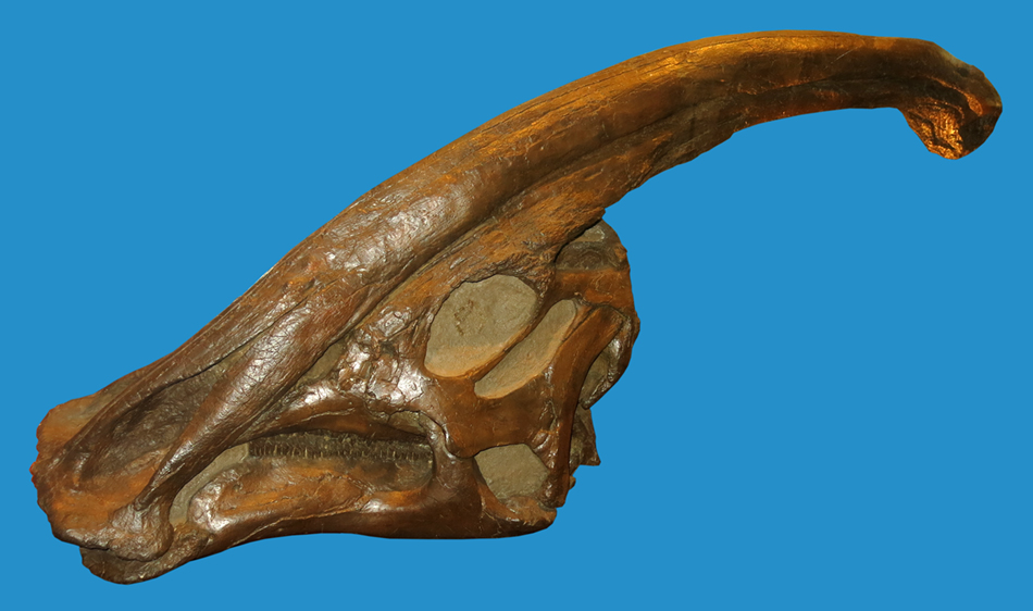 IMG_3882_Parasaurolophus_walkerism