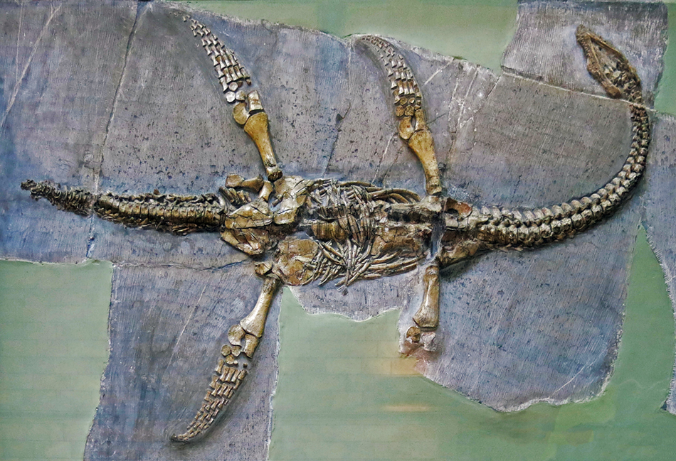 IMG_3979_plesiosaursm