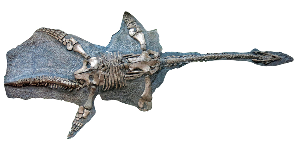 IMG_3982_plesiosaur_Thalassiodracon_hawkinsism