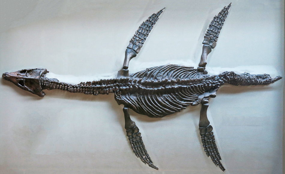 IMG_3989plesiosaursm