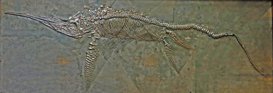 IMG_4014_Eurhiosaurus_longirostrissm