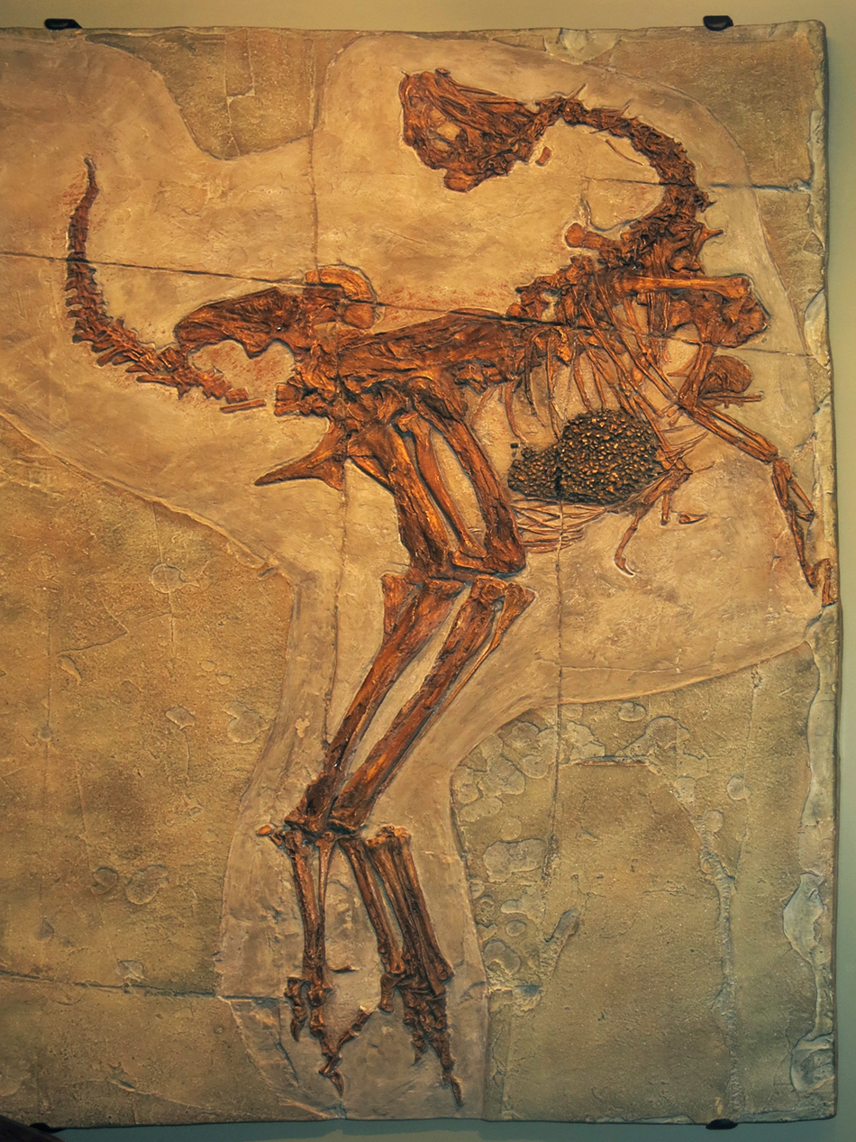 IMG_7109_Caudipteryx_zouism