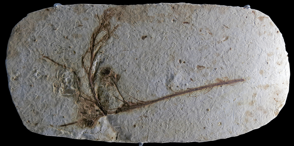 IMG_7434_no_4_Gnetale_plantsm