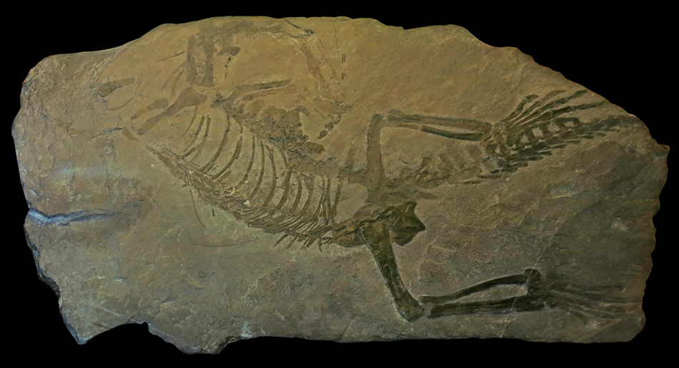 IMG_7504_Protosaurus_spenerism