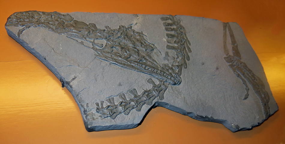 IMG_7510_Protorosaurus_speneri_skullsm