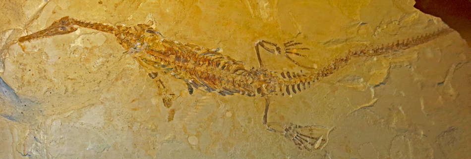 IMG_7513Mesosaurus_tenuidenssm