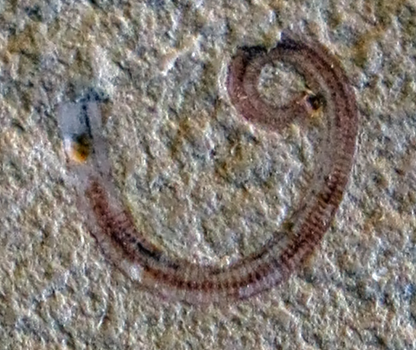 IMG_7747Paleoscolexsm
