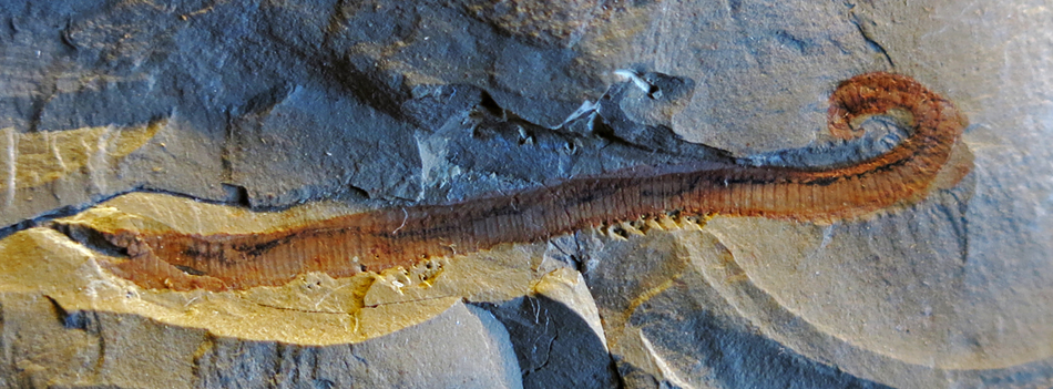 IMG_7751_palaeoscolexsm