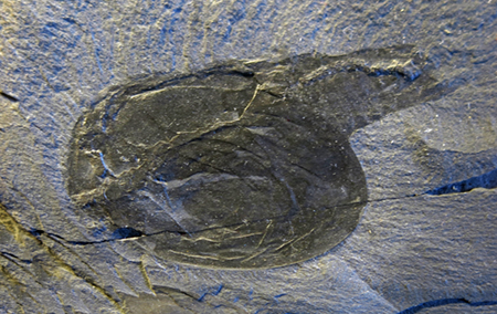 IMG_7769_canadaspis_perfectasm