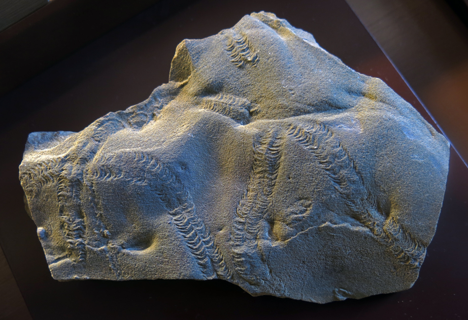 IMG_7796trilobitetrackssm