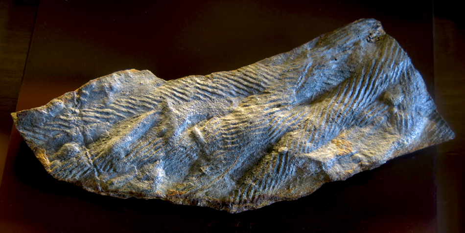 IMG_7797_trilobite_trackssm