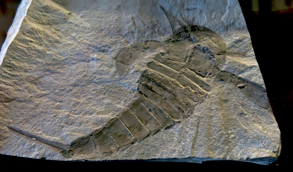 IMG_7884_Eurypterus_lacustrissm