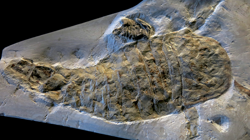 IMG_7886_Eurypterus_fischerism