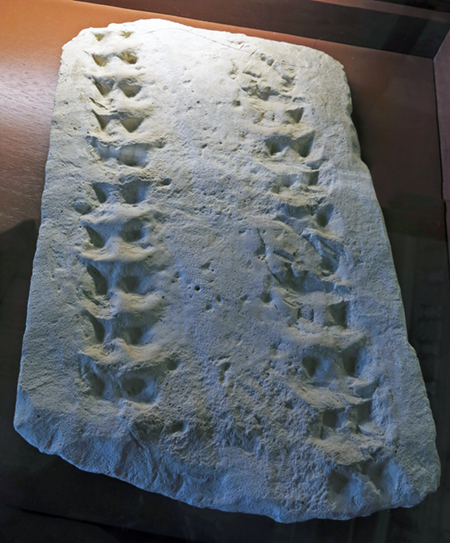 IMG_7902_footprints_Eurypterussm