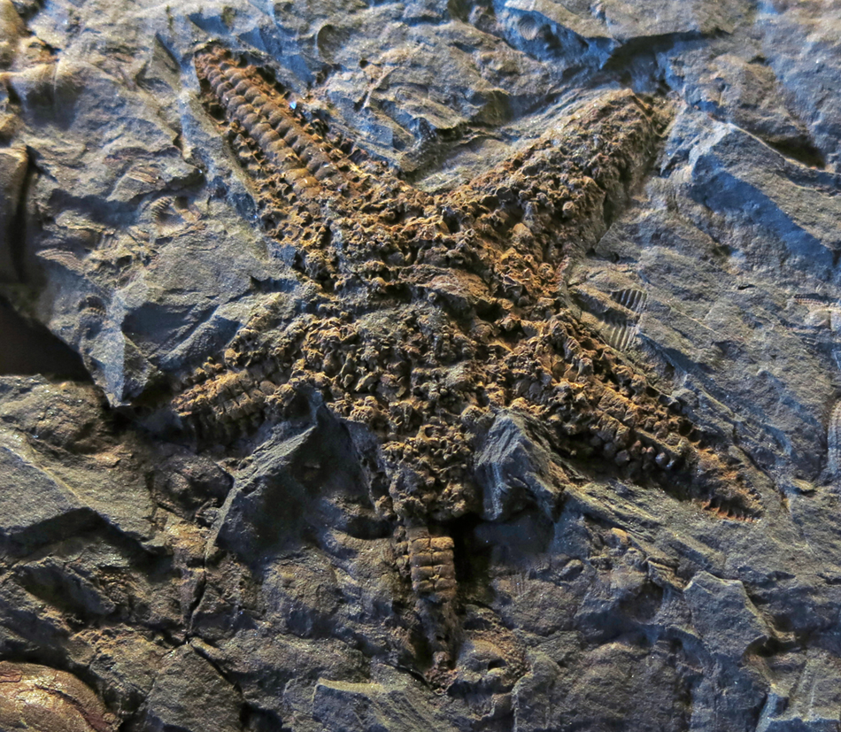 IMG_7956_starfishsm