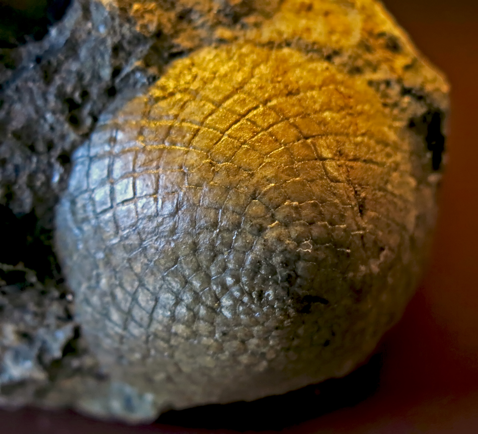 IMG_8007reticulatessm