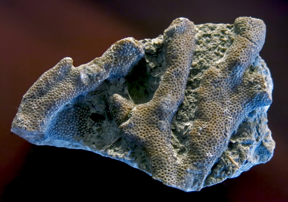 IMG_8044_Pachypora_lamellicornissm