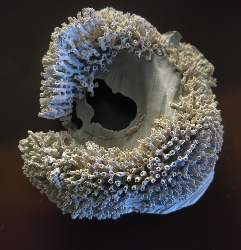 IMG_8067_Syringopora_fasciularis