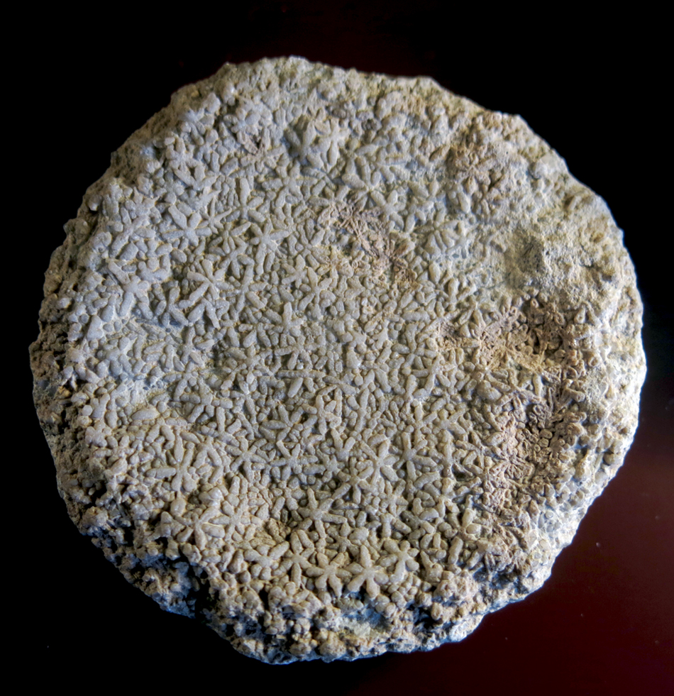 IMG_8075Astraeospongia_meniscussm