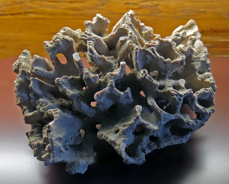IMG_8080_Monticulipora_pssm