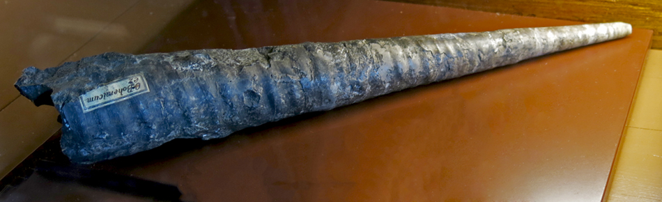 IMG_8097_Orthocerassm