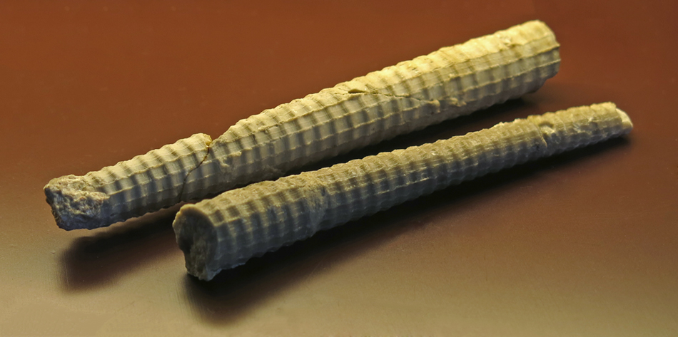 IMG_8098_Orthoceras_pseudocalamism