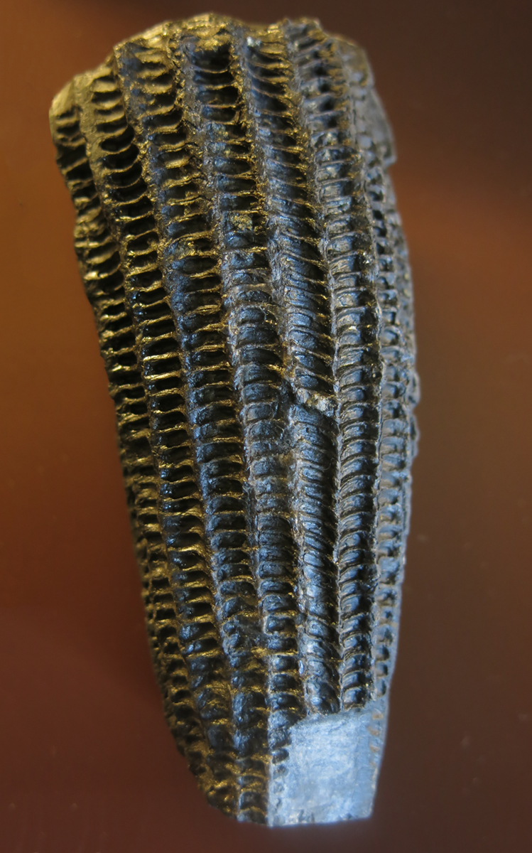IMG_8109_Cyrtoceras_corbulatumsm