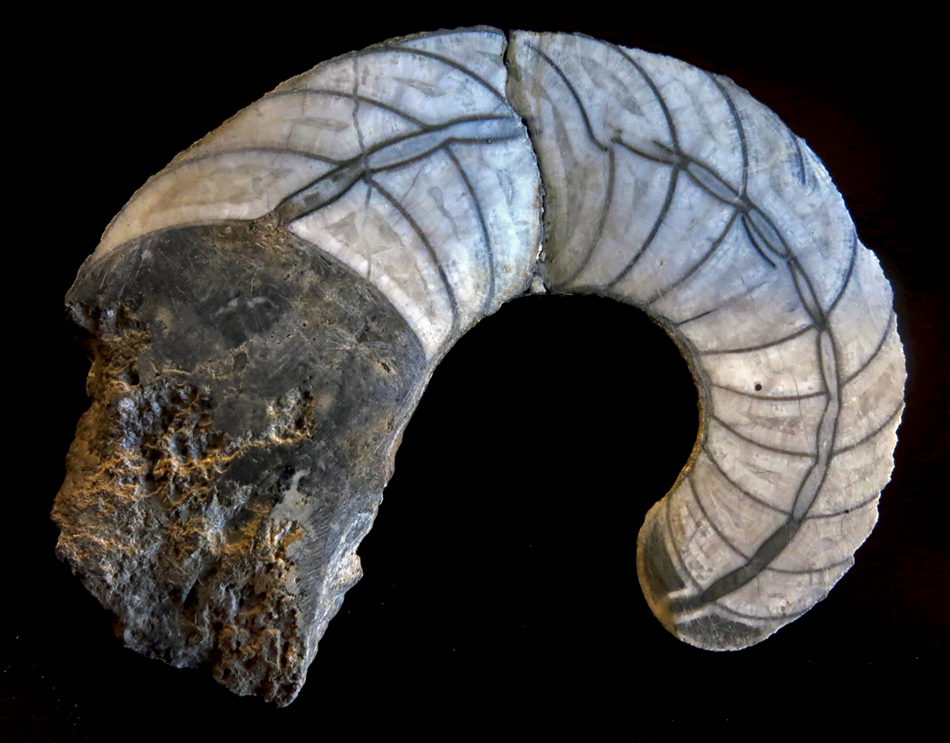 IMG_8117_Cyrtoceras_sternbergism