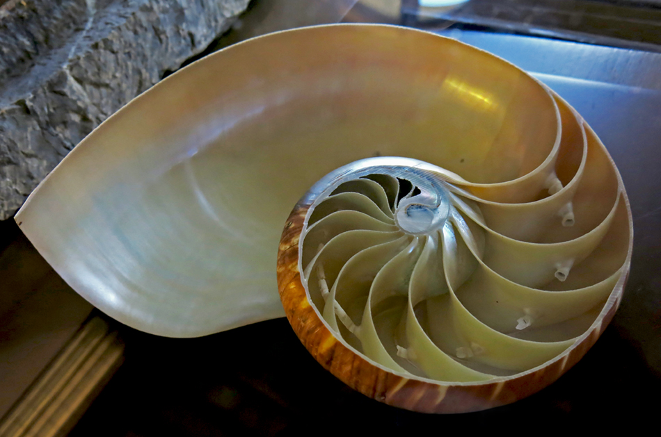 IMG_8122_modern_nautilussm