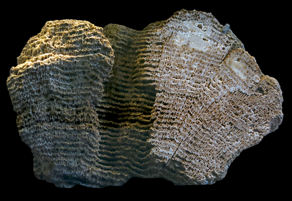 IMG_8134_Syringopora_tubultasm