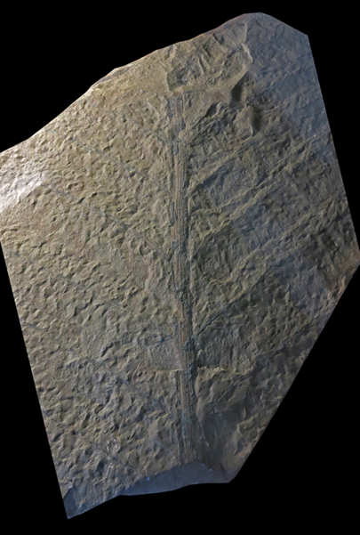 IMG_8179_Archaeopteris_obtusasm