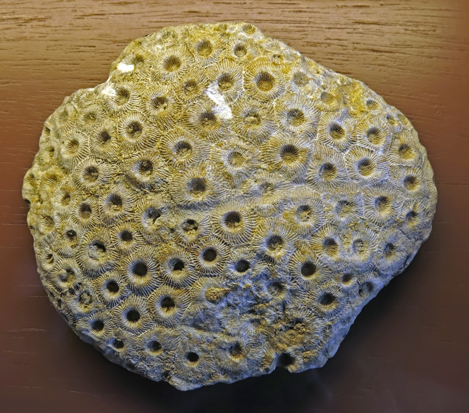 IMG_8345_Hexagonaria_goldfussism