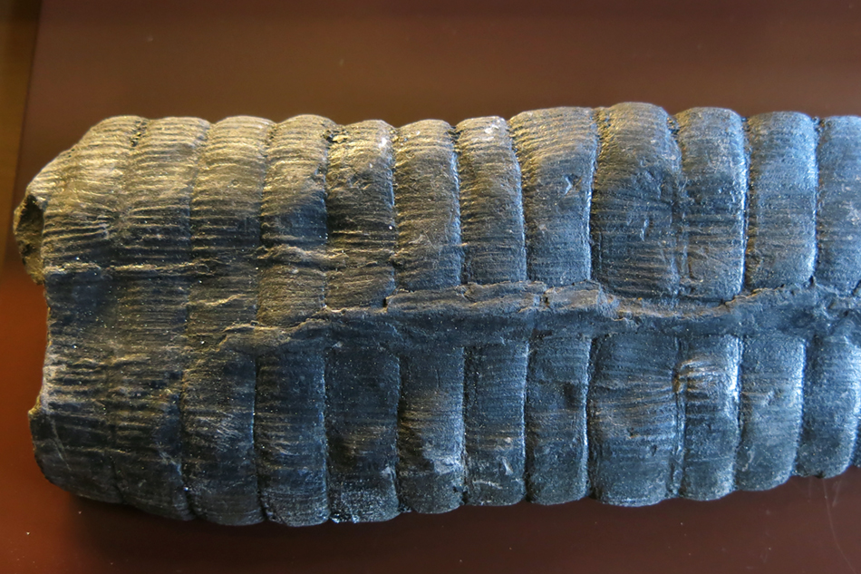IMG_8355_Calamites_multiramissm