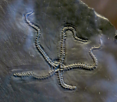 IMG_8372_Eospondylus_primageniussm