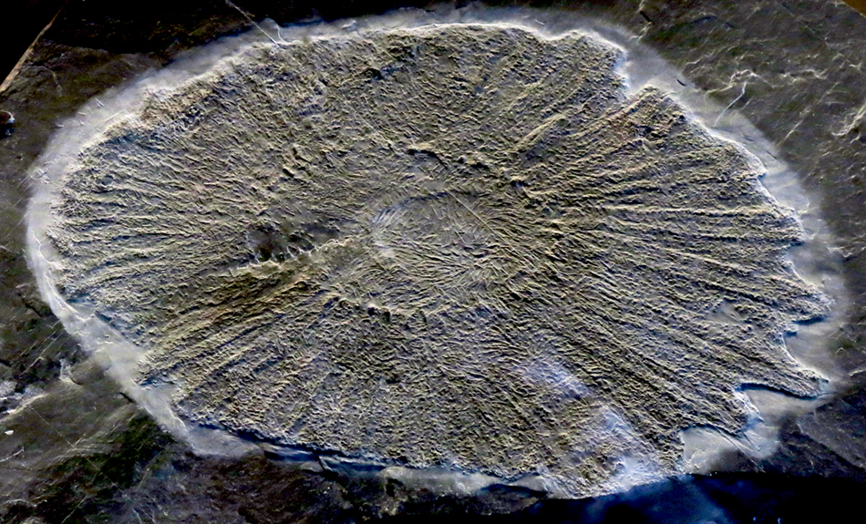 IMG_8382_Palaeosolaster_gregoryism