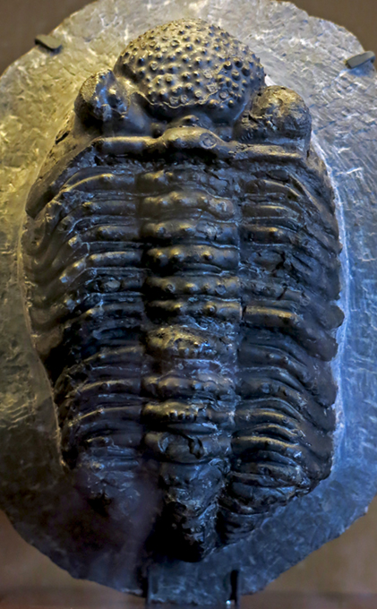 IMG_8400_Phacops_megalomanicussm