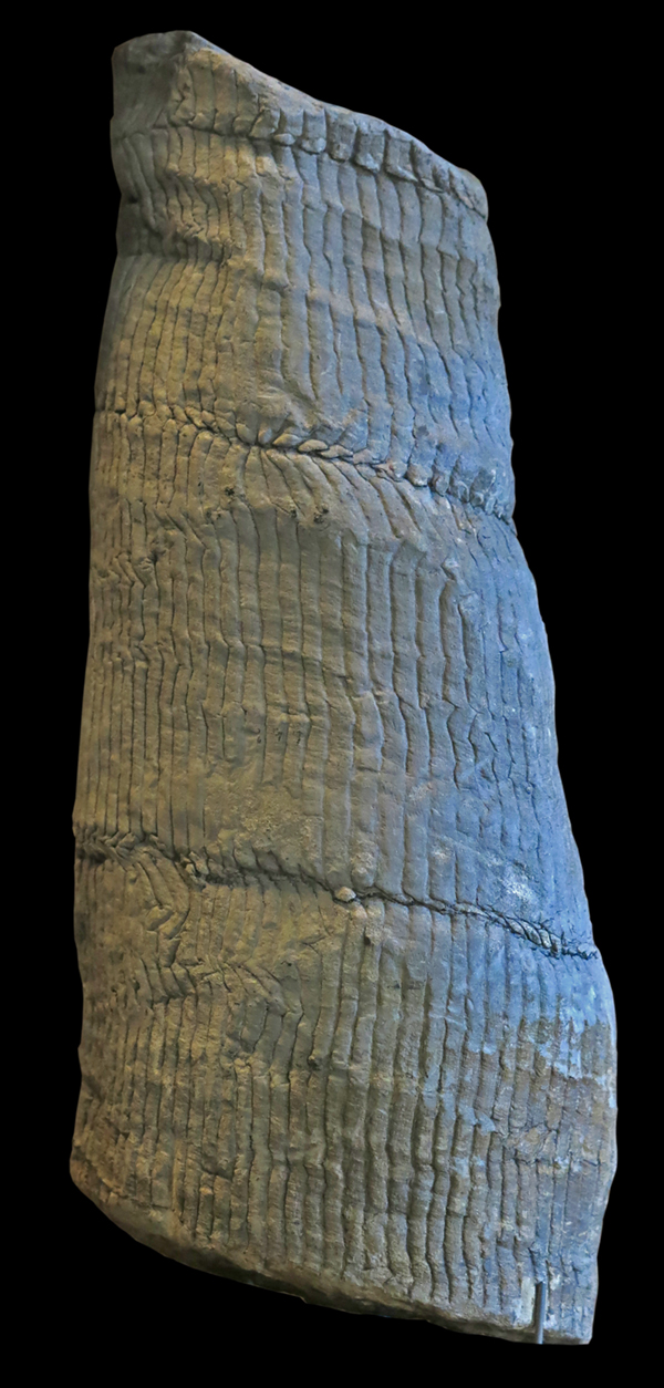 IMG_8416_Calamites_undulatussm