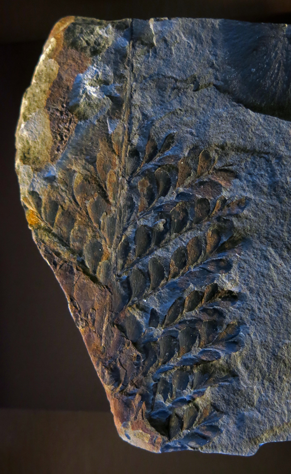 IMG_8427_Palaeopteridium_reussism